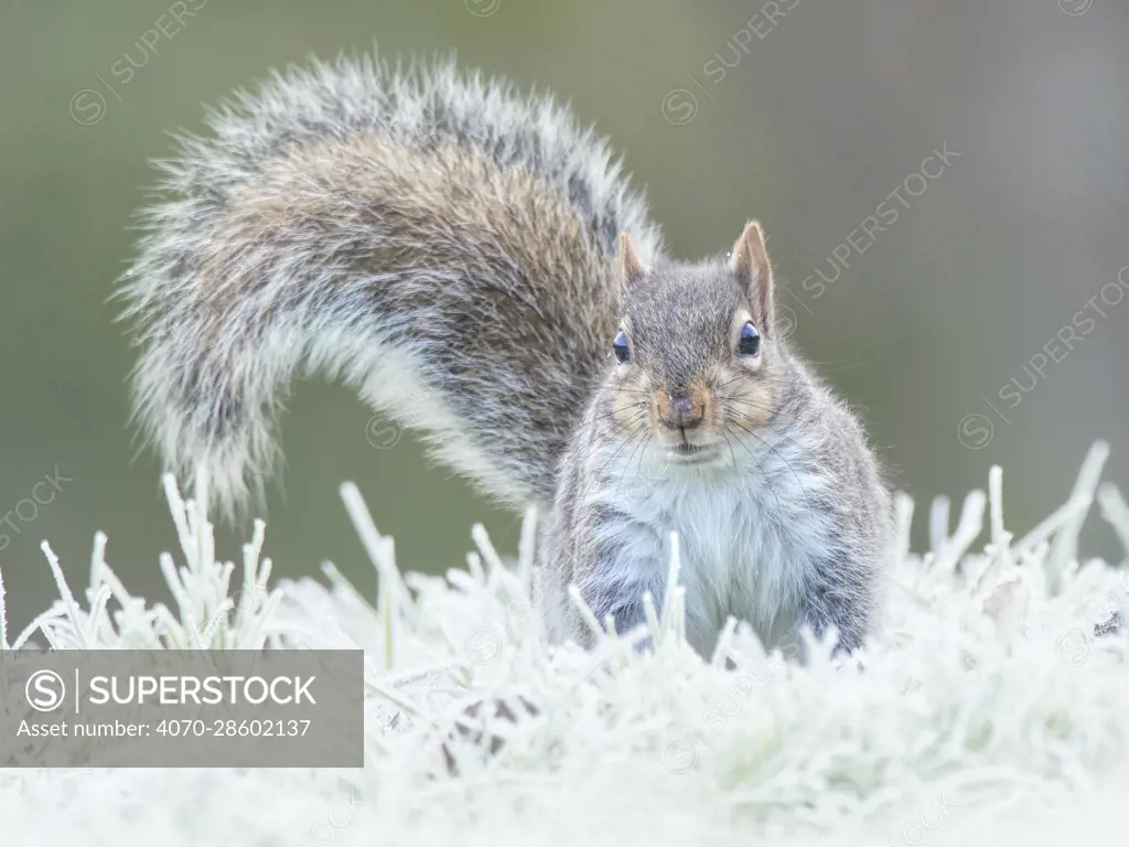 Grey squirrel (Sciurus carolinensis) in frosty garden, Wales, UK January.