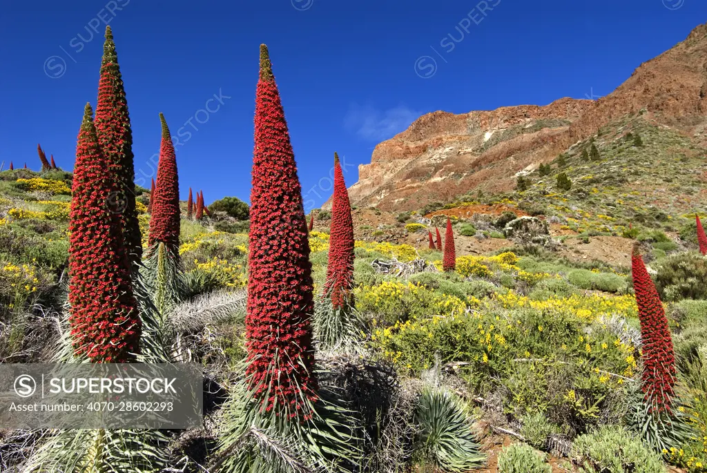 Tajinaste rojo (Echium wildpretii),Teide National Park, UNESCO World Heritage Site. Tenerife, Canary Islands. Endemic.