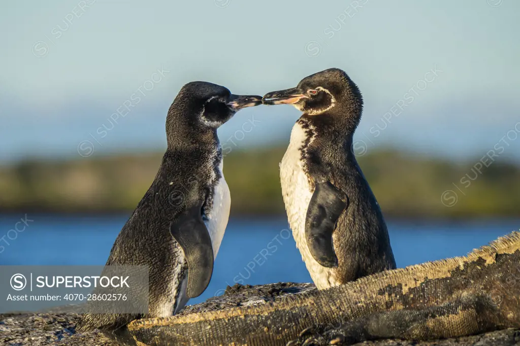 Galapagos penguin (Spheniscus mendiculus), pair courting, Isabela Island, Galapagos Islands.