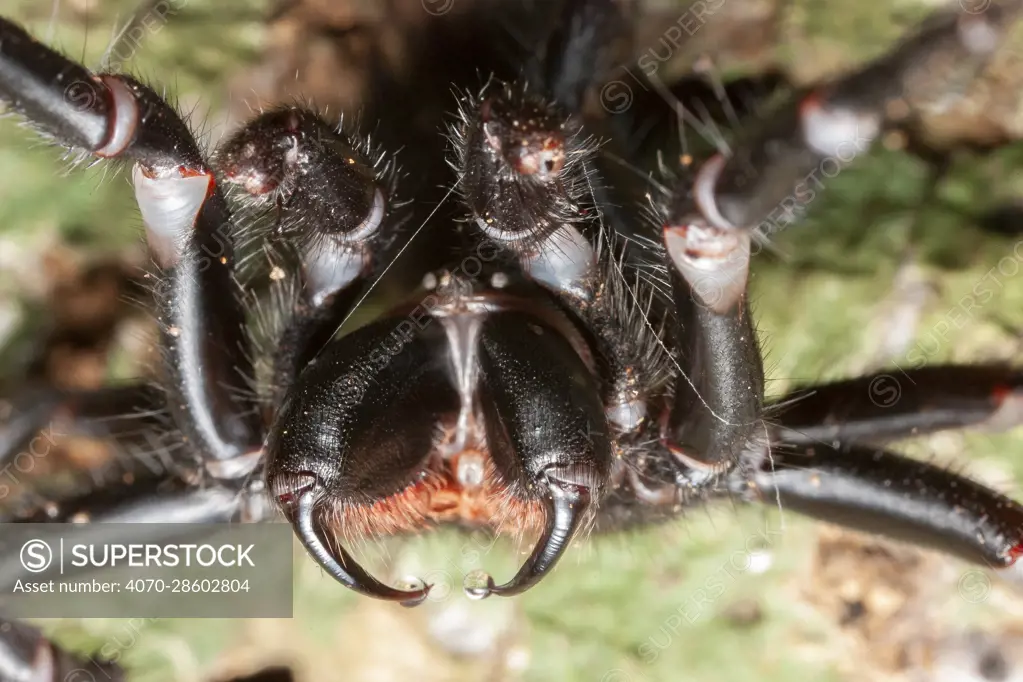 Sydney funnel web spider (Atrax robustus) close up showing venom droplets on fangs, bites were nearly always fatal before developing antivenom, Bunya Pine Mountains National Park, Queensland, Australia.