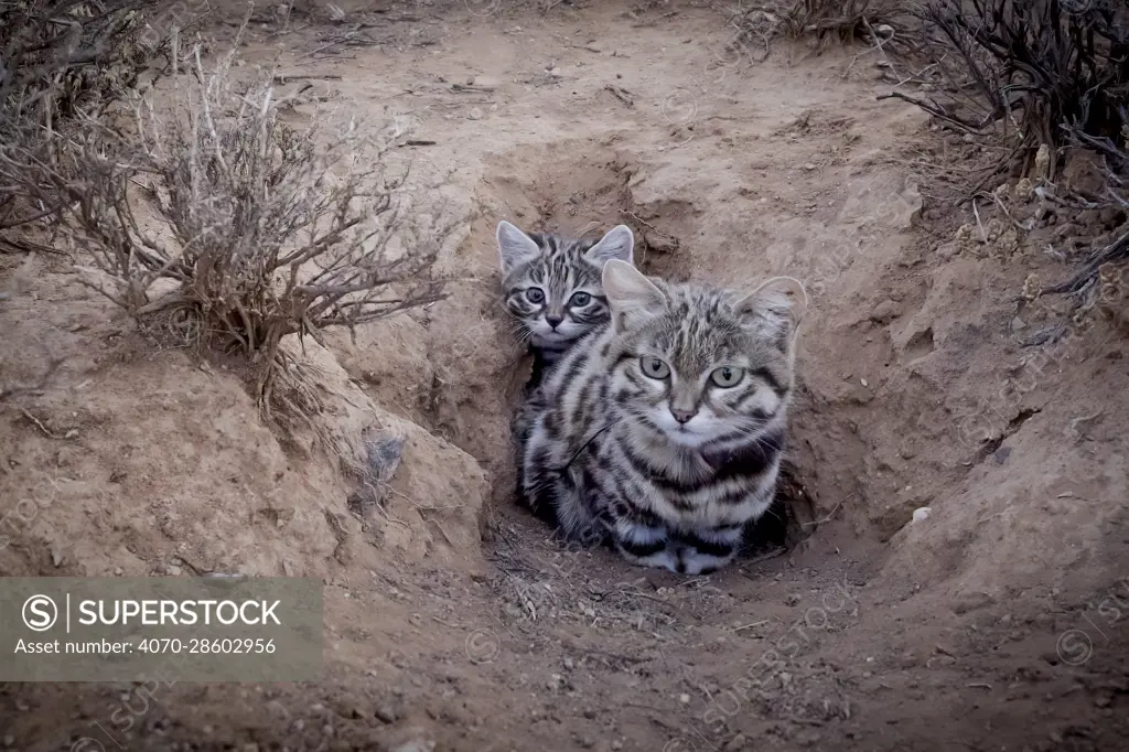 Female Black-footed cat (Felis nigripes) with kitten, at edge of burrow. These animals have been radio collared as part of the Black-footed Cat Project, Karoo South Africa. Camera trap image, small repro only. Filmed for the BBC series &#39;Big Cats&#39;.