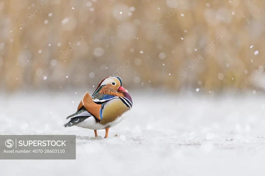 Mandarin duck (Aix galericulata) drake standing on frozen pond during snowstorm. Richmond Park, London, UK. January.