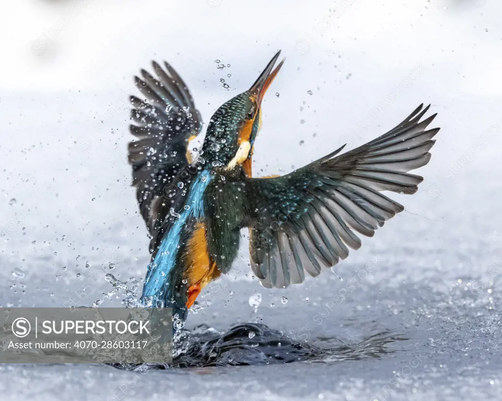 A female kingfisher (Alcedo atthis) fishing through an ice hole in winter. Leeds, Yorkshire, UK. January. Sequence.