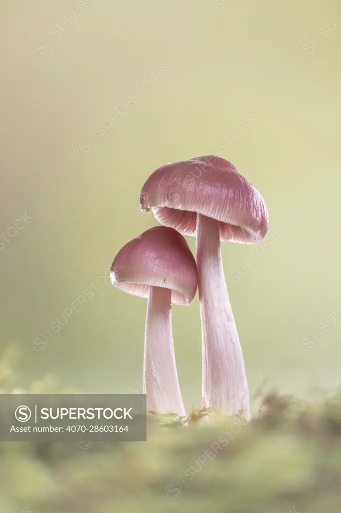 Rosy Bonnet fungus (Mycena rosea) growing in moss, New Forest National Park, Hampshire, England, UK. Focus stacked image. October.