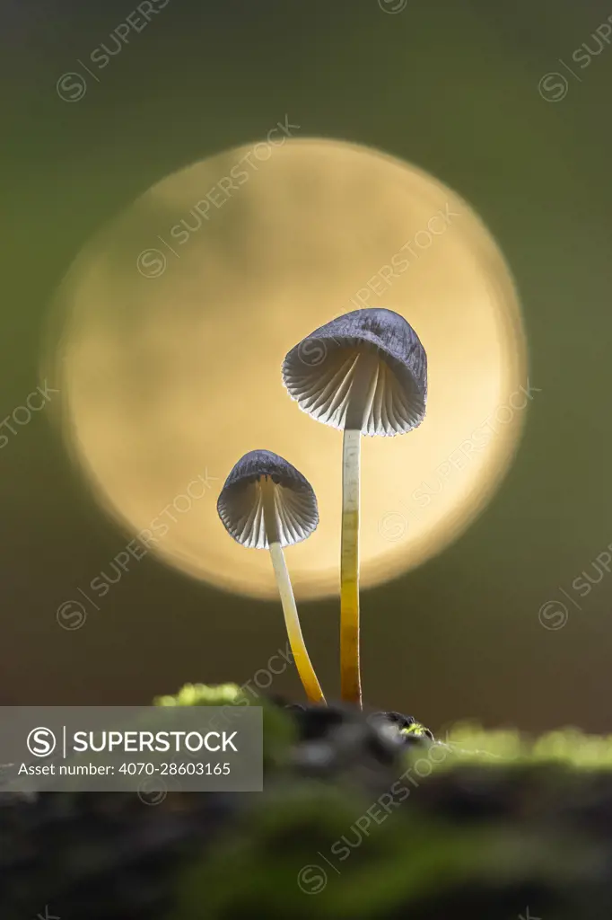 Clustered bonnet fungi (Mycena inclinata) growing in moss, New Forest National Park, Hampshire, England, UK. Focus stacked image. October.