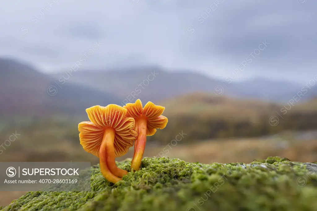 Scarlet hood waxcap (Hygrocybe coccinea) growing in moss, Glen Lyon, Perthshire, Scotland, UK. Focus stacked image. October.