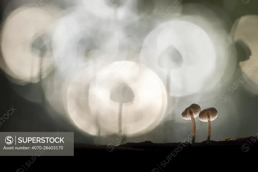 Clustered bonnet fungi (Mycena inclinata) in broadleaved woodland, New Forest National Park, Hampshire, England, UK. Focus stacked image. November.