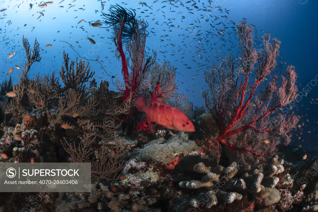 Coral grouper (Cephalopholis miniata) with various reef fish on coral reef, Okinawa, Japan, Pacific Ocean.