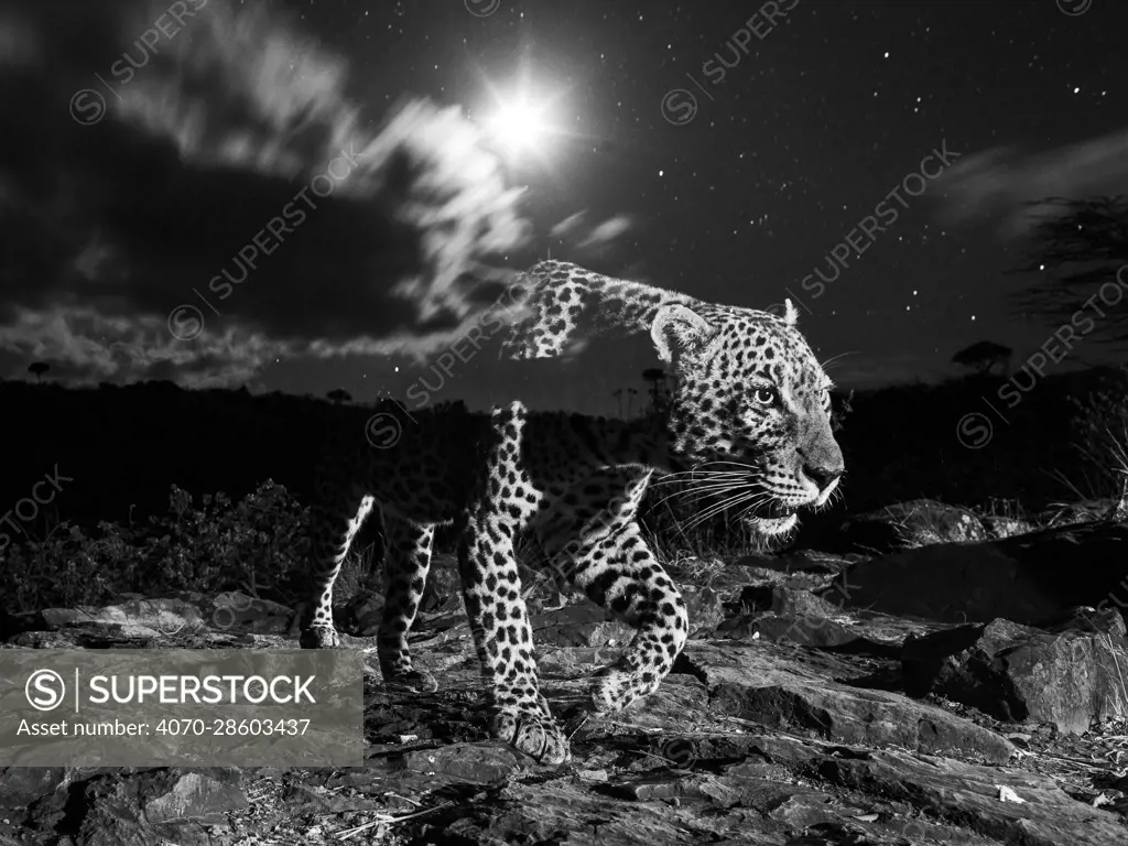 Leopard (Panthera pardus) male on moonlit night, Laikipia, Kenya. Taken using camera trap with a long exposure time to expose the stars and a flash to expose the foreground, creating a ghostly effect. Overall Winner of the MontPhoto competition 2021. EDITORIAL USE ONLY. All other uses to be approved.