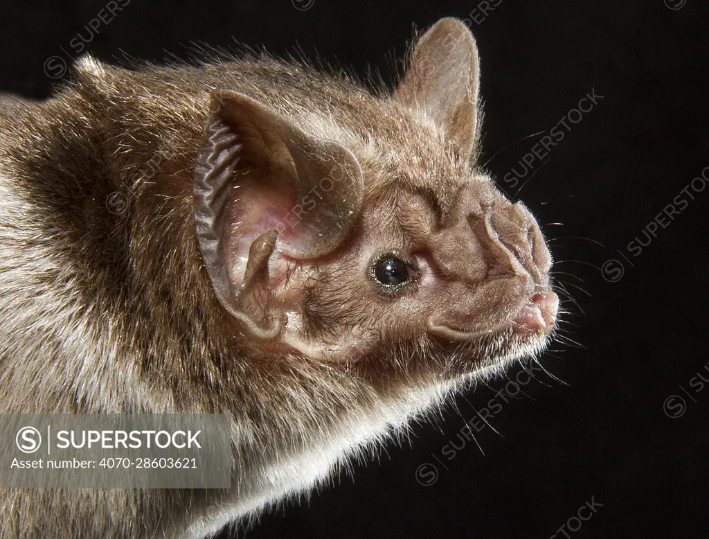 Common vampire bat (Desmodus rotundus), portrait, Pantanal, Mato Grosso  Brazil.