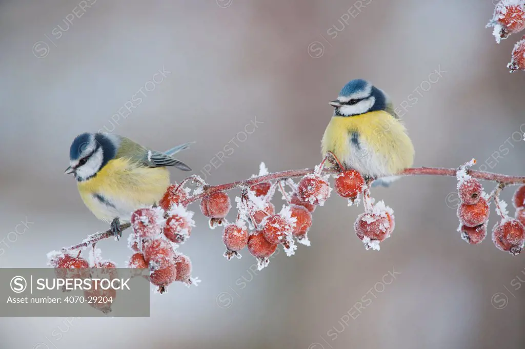 Two Blue tit (Parus caeruleus) adults in winter, perched on twig with frozen crab apples, Scotland, UK, December 2010