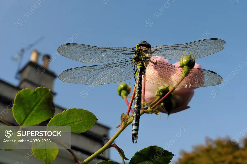 Male Southern hawker dragonfly (Aeshna cyanea) sunning itself on Rose flower (Rosa sp.) in garden in autumn, Wiltshire, England, UK, October