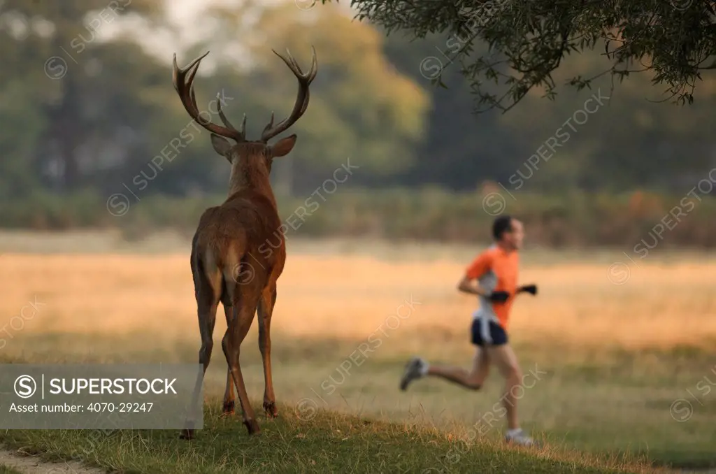 Rear view of Red deer (Cervus elaphus) stag with a man running past, Bushy Park, London, UK, October. 2020VISION Book Plate. Did you know Henry VIII established this park in 1529 as deer-hunting grounds.