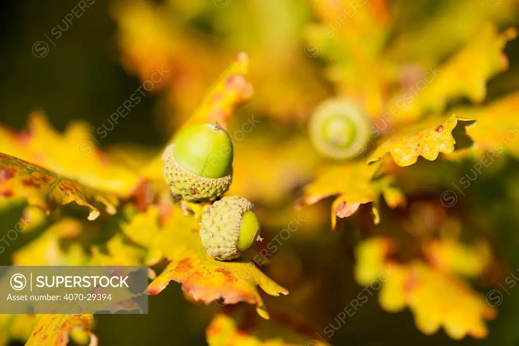 Close up of acorns and autumnal foliage ofEnglish oak (Quercus robur), Arne RSPB reserve, Dorset, England, UK, September