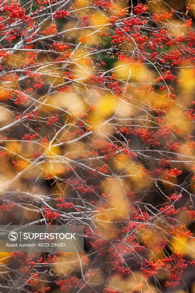 Rowan Tree (Sorbus aucuparia) covered in berries seen through autumn leaves. Dartmoor National Park, Devon, England, UK, October.