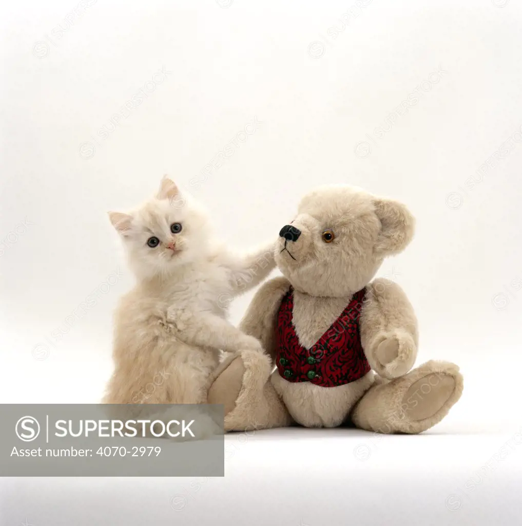 Domestic Cat Felis catus} fluffy cream kitten with cream Teddy Bear 