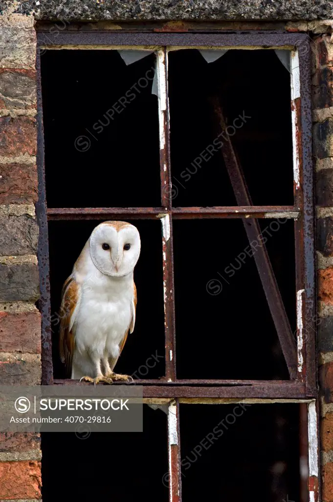 Barn Owl (Tyto alba) portrait perched in old window frame. Wales, UK, March.