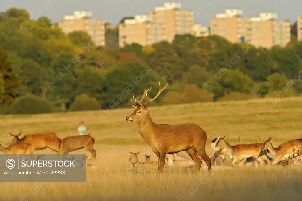 Red deer (Cervus elaphus) in Richmond Park with Roehampton Flats in background, London, England, UK, September. 2020VISION Book Plate