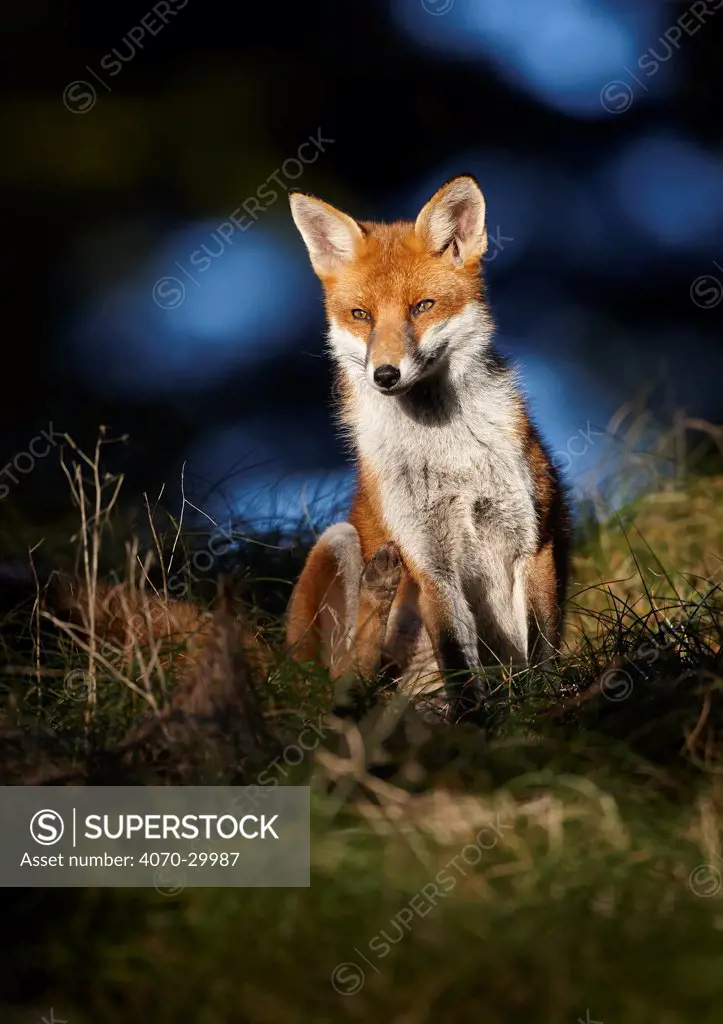 Red fox (Vulpes vulpes) sitting in deciduous woodland, Lancashire, England, UK, November.