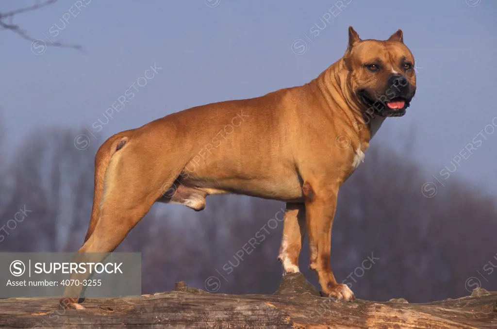 Tan / brown American Staffordshire terrier portrait