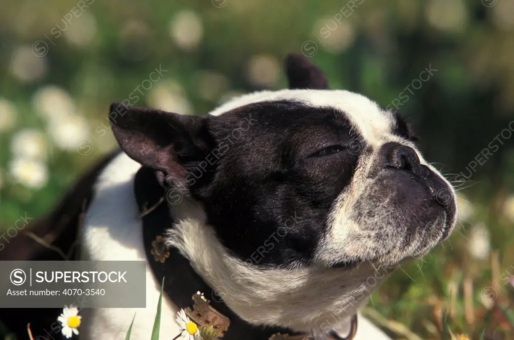 Boston sales terrier ears