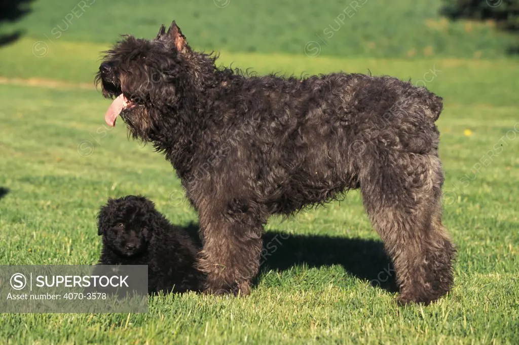 Brindle Bouvier des Flandres standing with black puppy