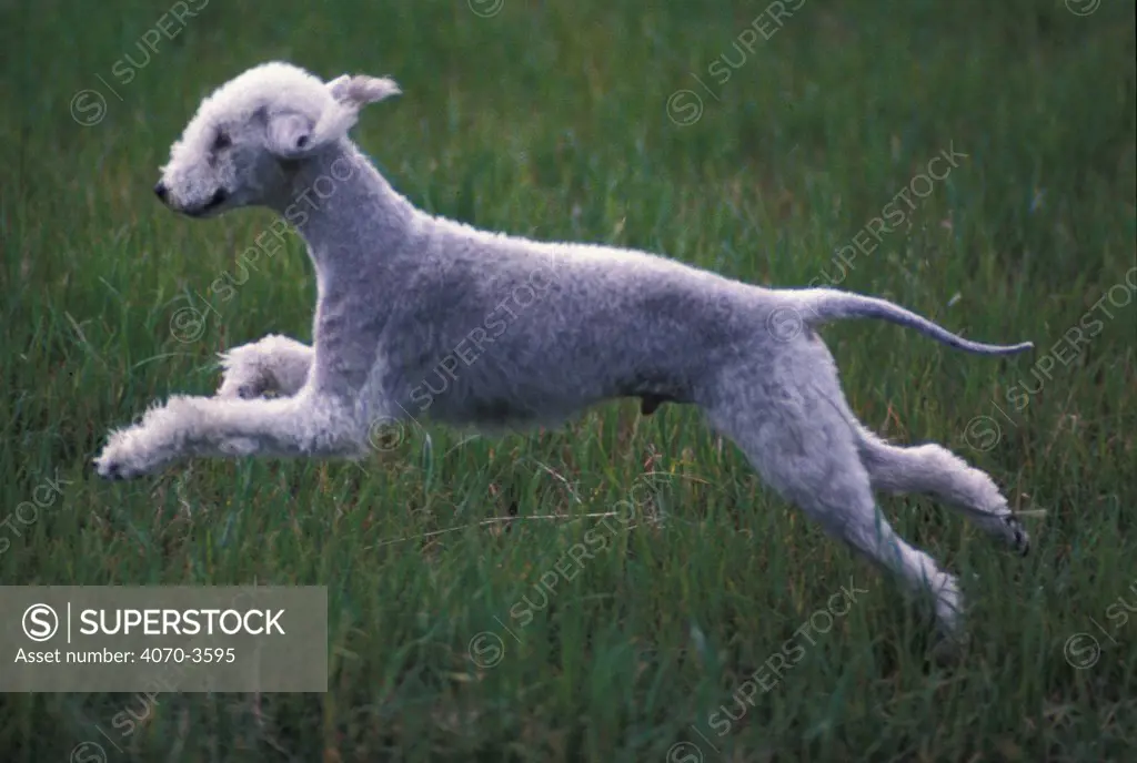 Bedlington terrier running