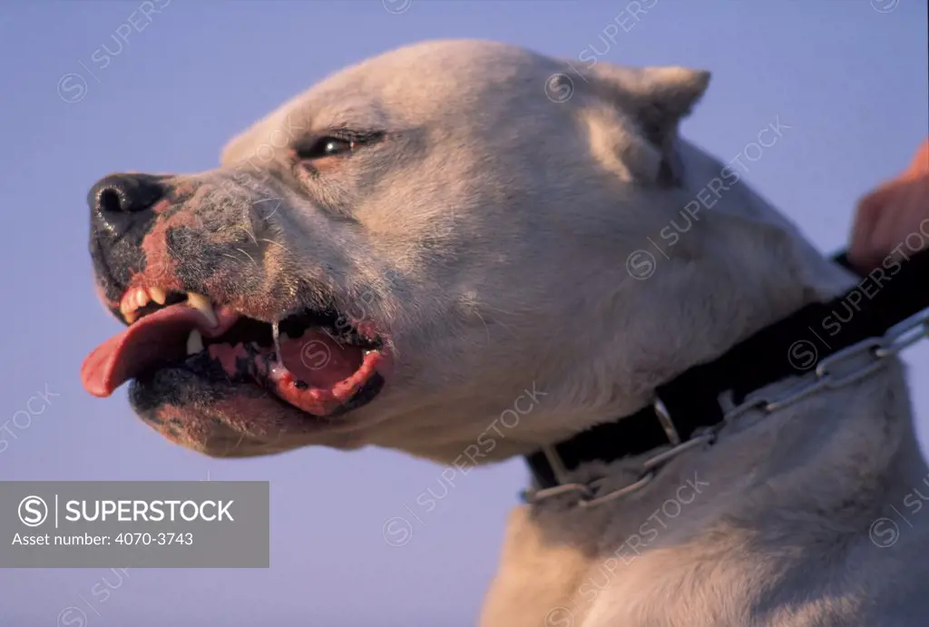 Dogo Argentino / Argentinian fighting dog looking aggressive