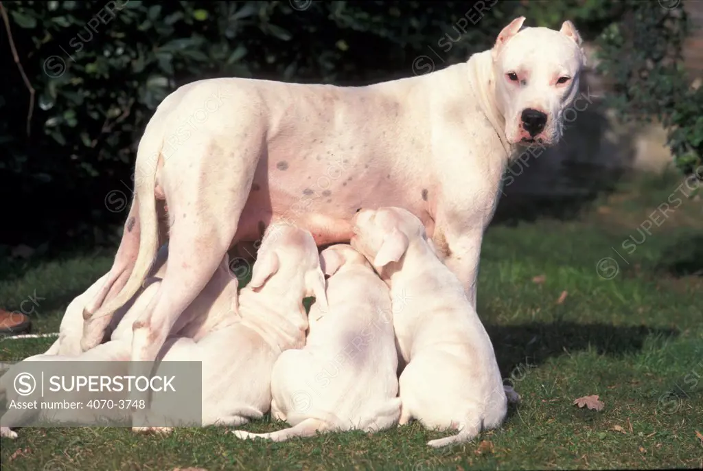 Dogo argentino dog sales fight