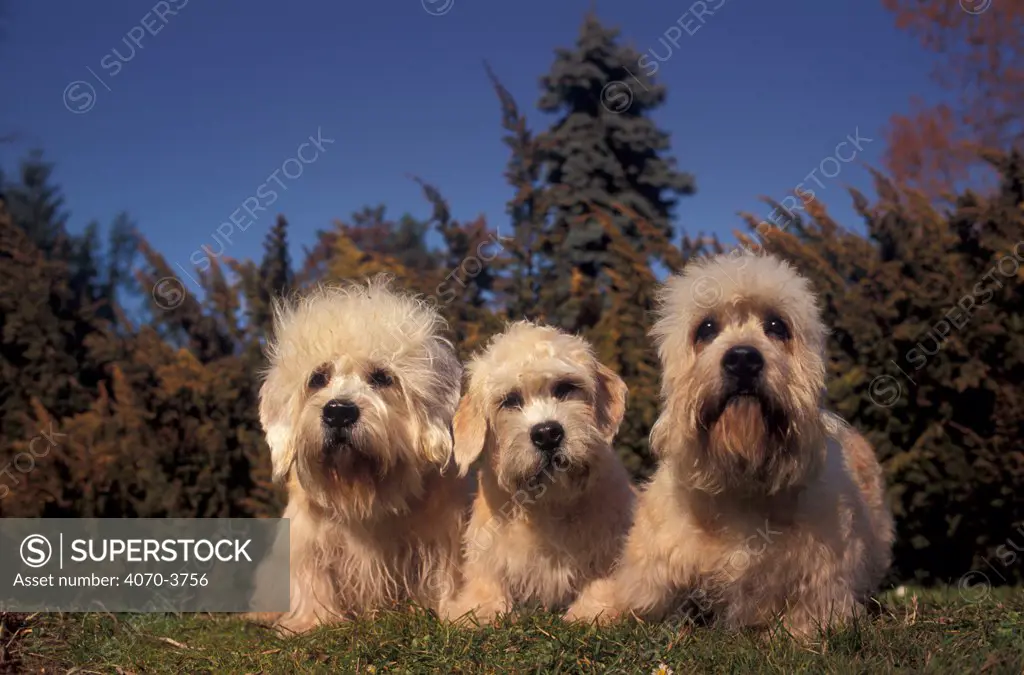 Three Dandie Dinmont terriers