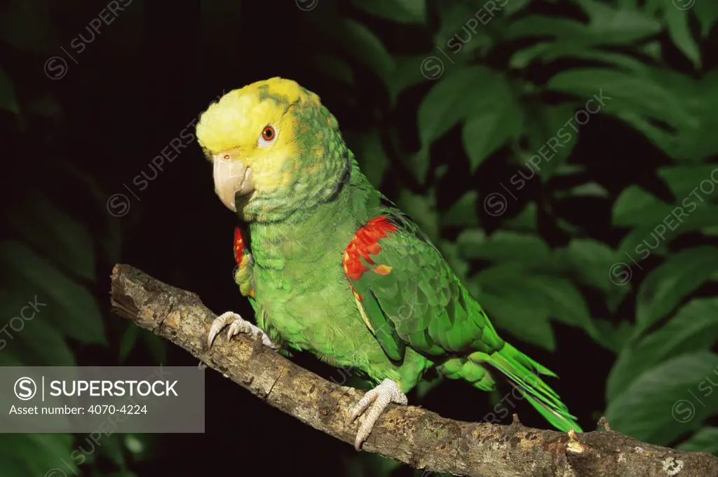 Yellow headed amazon parrot Amazona oratrix tresmariae} captive