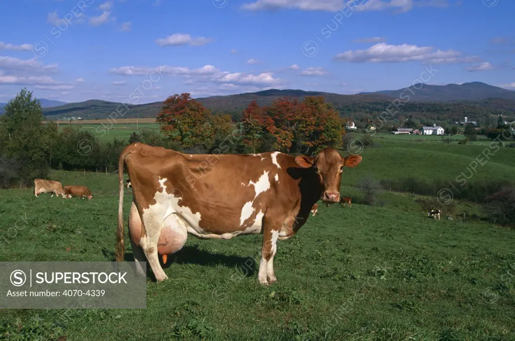 Guernsey cattle (Bos taurus) in field, USA