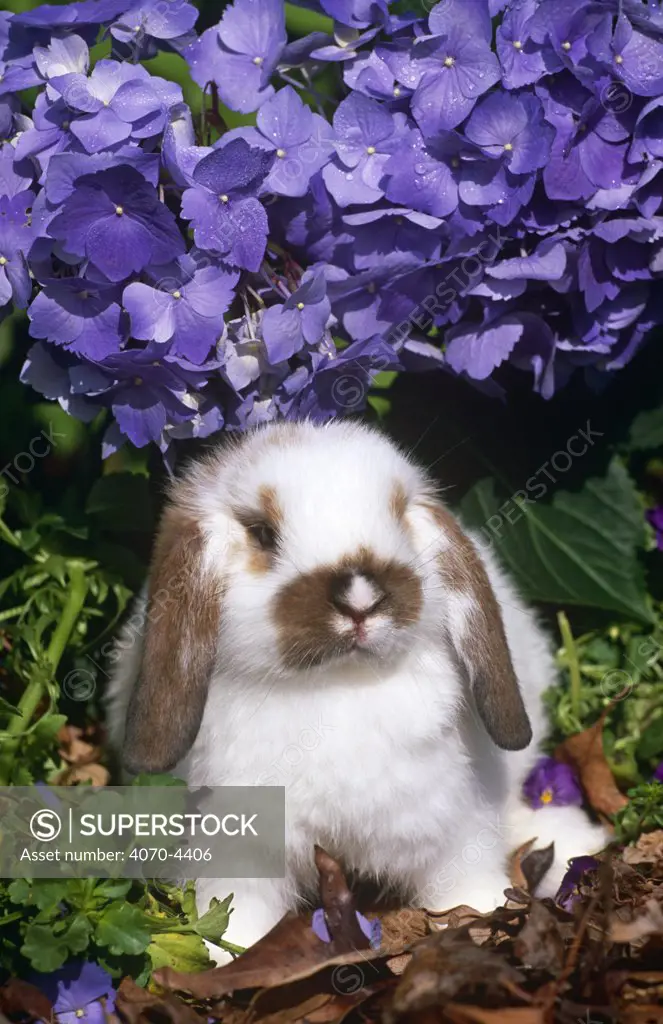 Baby Holland lop eared rabbit Oryctolagus sp} amongst Hydrangeas, USA