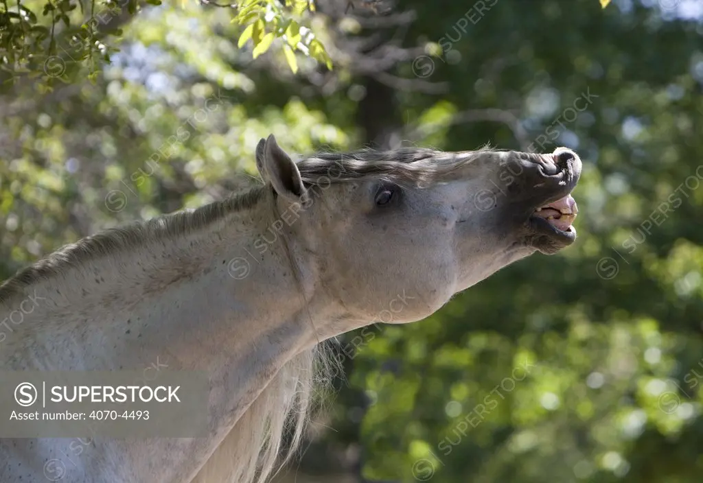 Domestic horse Equus caballus} smelling, baring teeth, USA.