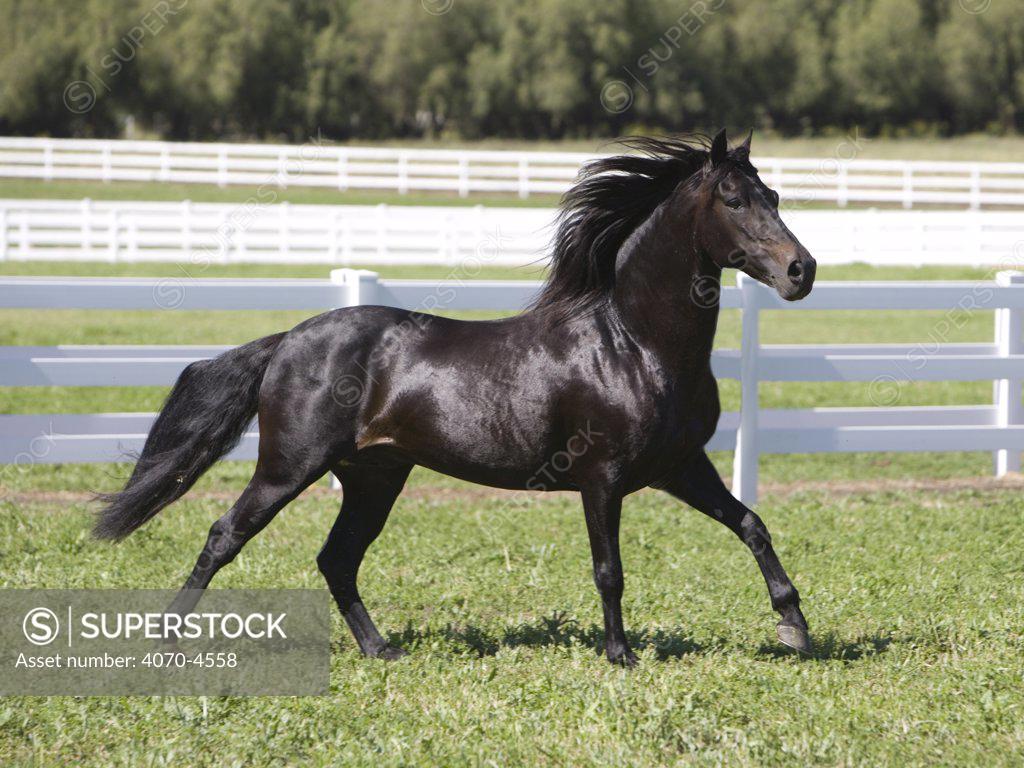 Black Paso Fino stallion {Equus caballus} cantering in field, Ojai