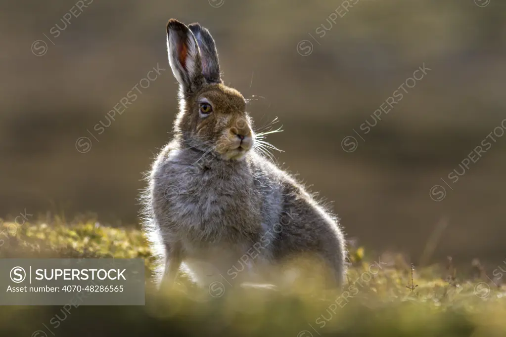 Mountain hare (Lepus timidus) in spring coat, portrait, Monadhliath Mountains, Highlands, Scotland, UK. May.
