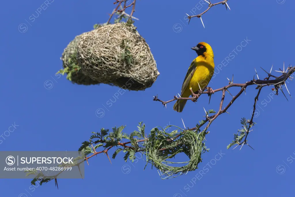 Southern masked weaver (Ploceus velatus) building nest hanging from tree branch, Kgalagadi Transfrontier Park, South Africa.