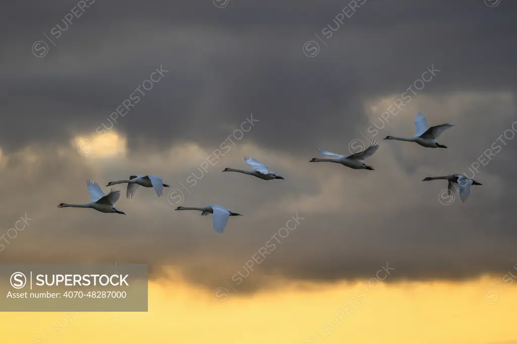 Mute swans (Cygnus olor) in flight against a cloudy sky, Caerlaverock Wetland Centre, Dumfries & Galloway, Scotland, UK. November.