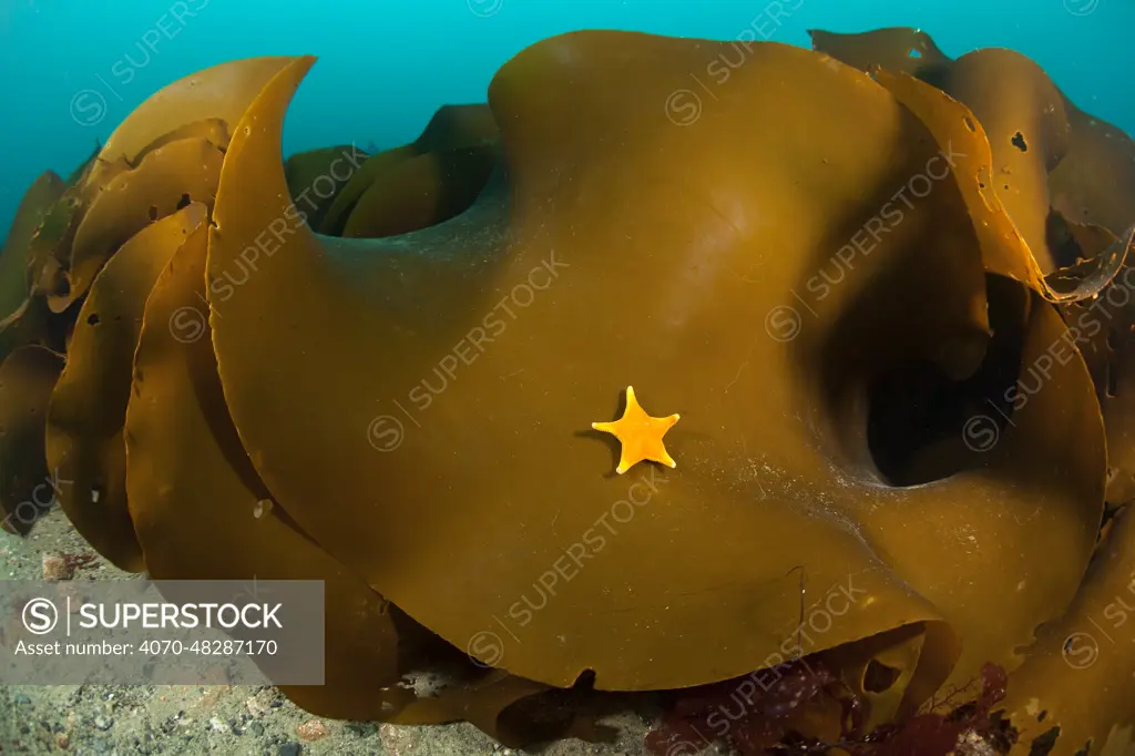 Sea star (Odontaster validus) on Ribbon kelp (Durvillaea antarctica), Antarctic Peninsula, Antarctica, Southern Ocean.