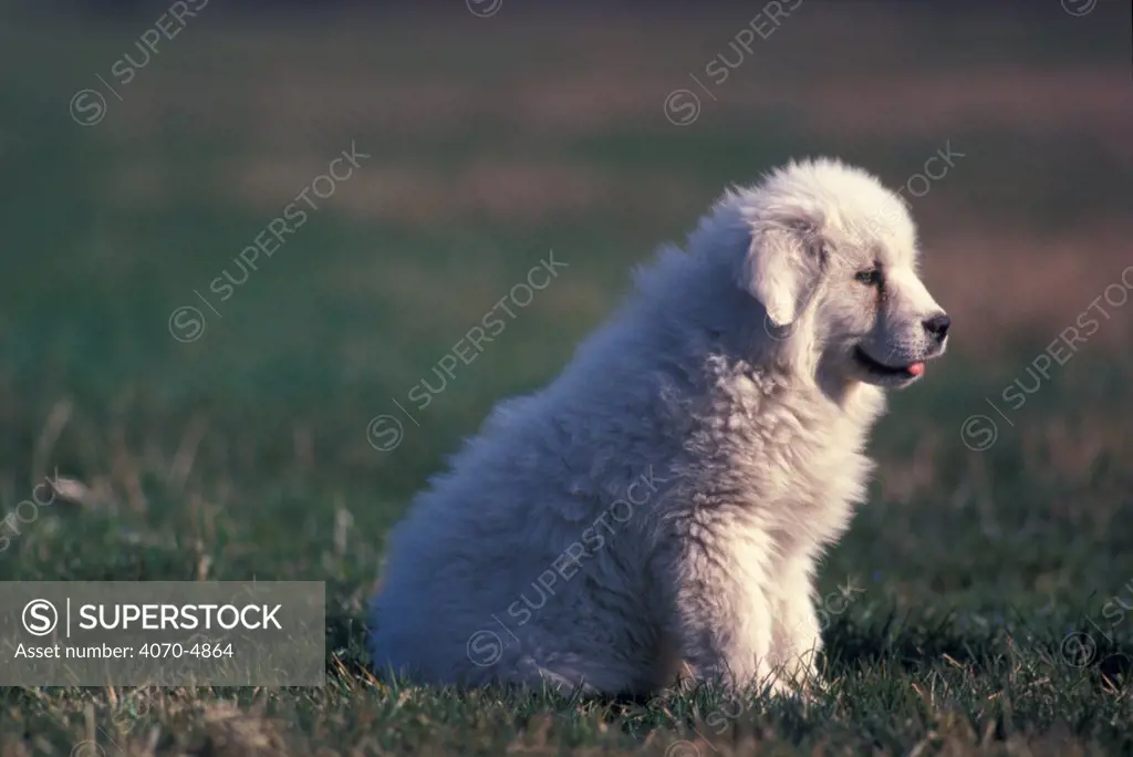 Domestic dog, Pyrenean Mountain Dog puppy portrait.