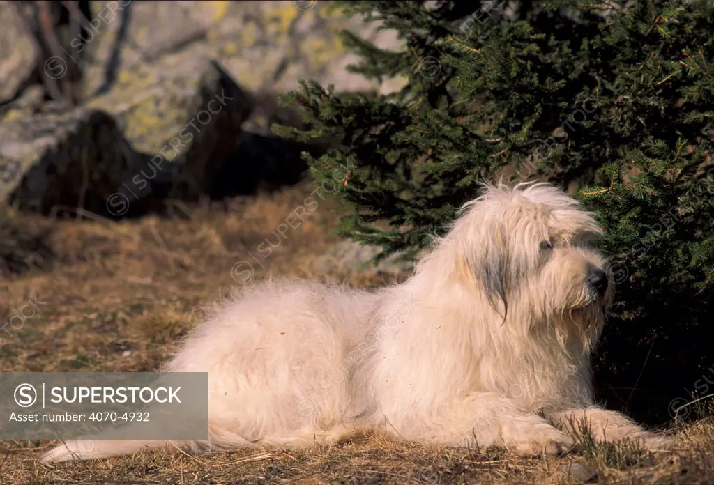 Domestic dog, Yugoslavian Shepherd Dog lying down.