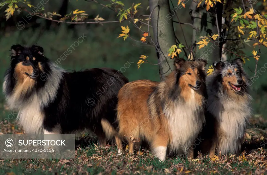 Domestic dogs, three Shetland Sheepdogs of various colours and patterns.