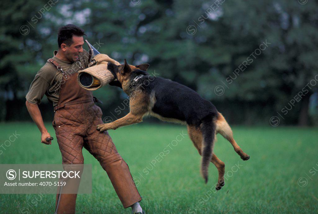 The german clearance shepherd man