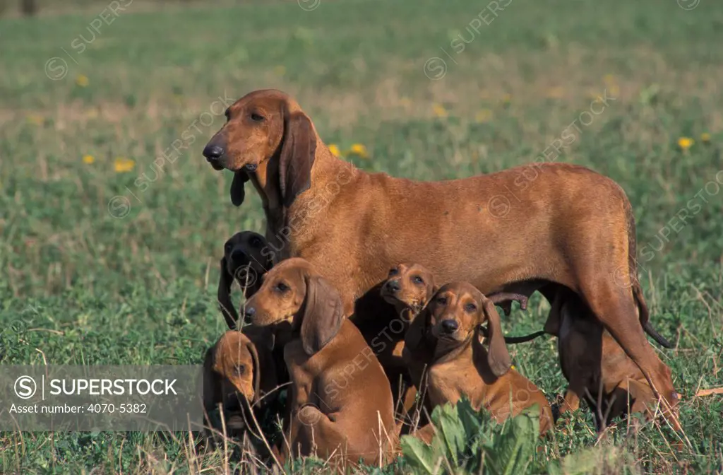 Domestic dogs, smooth / short-haired Segugio Italiano hound with six puppies