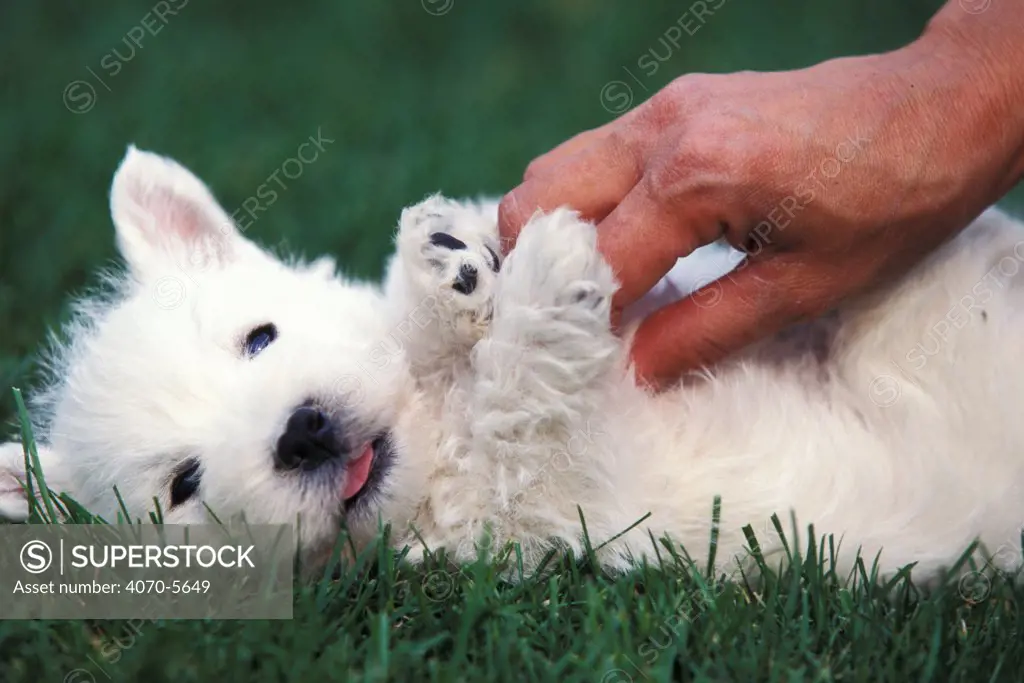 Domestic dog, West Highland Terrier / Westie puppy being petted.