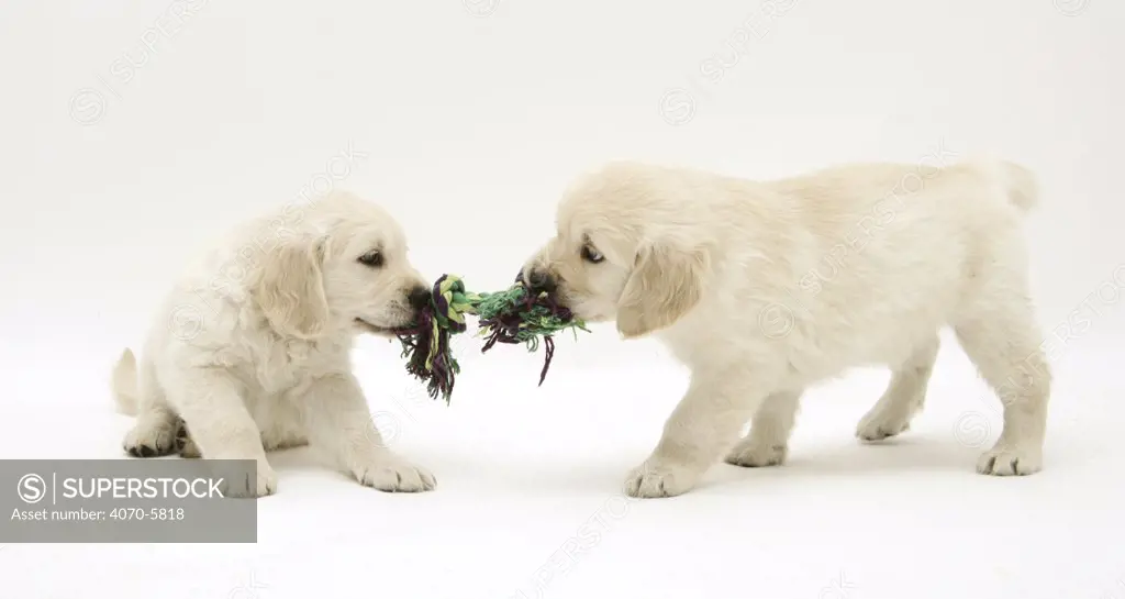 Golden Retriever pups playing tug-of-war.  