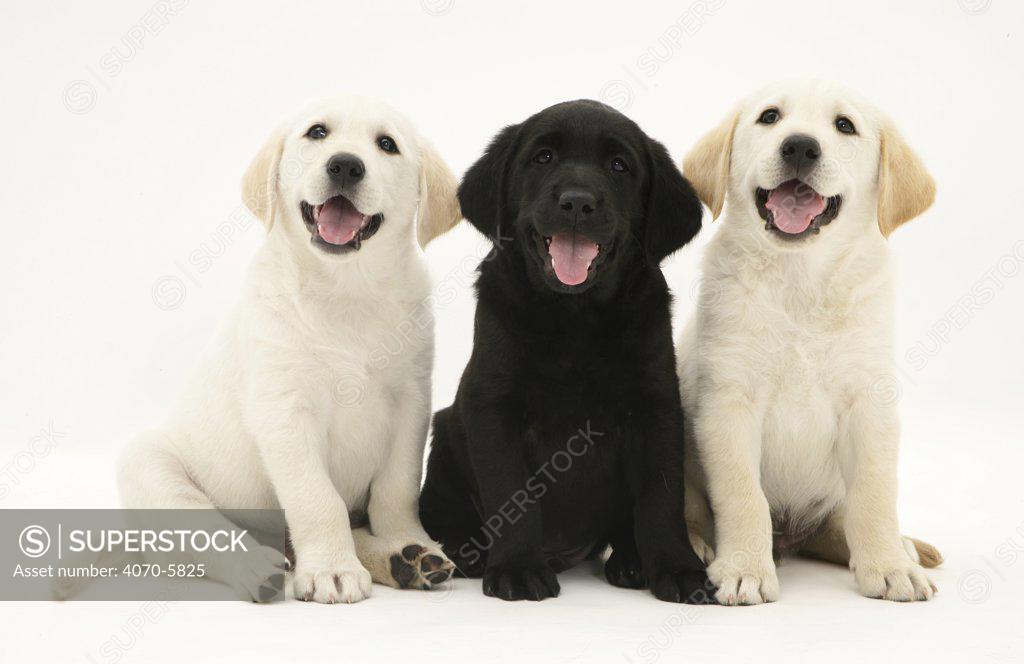 Retriever x labrador sales puppies