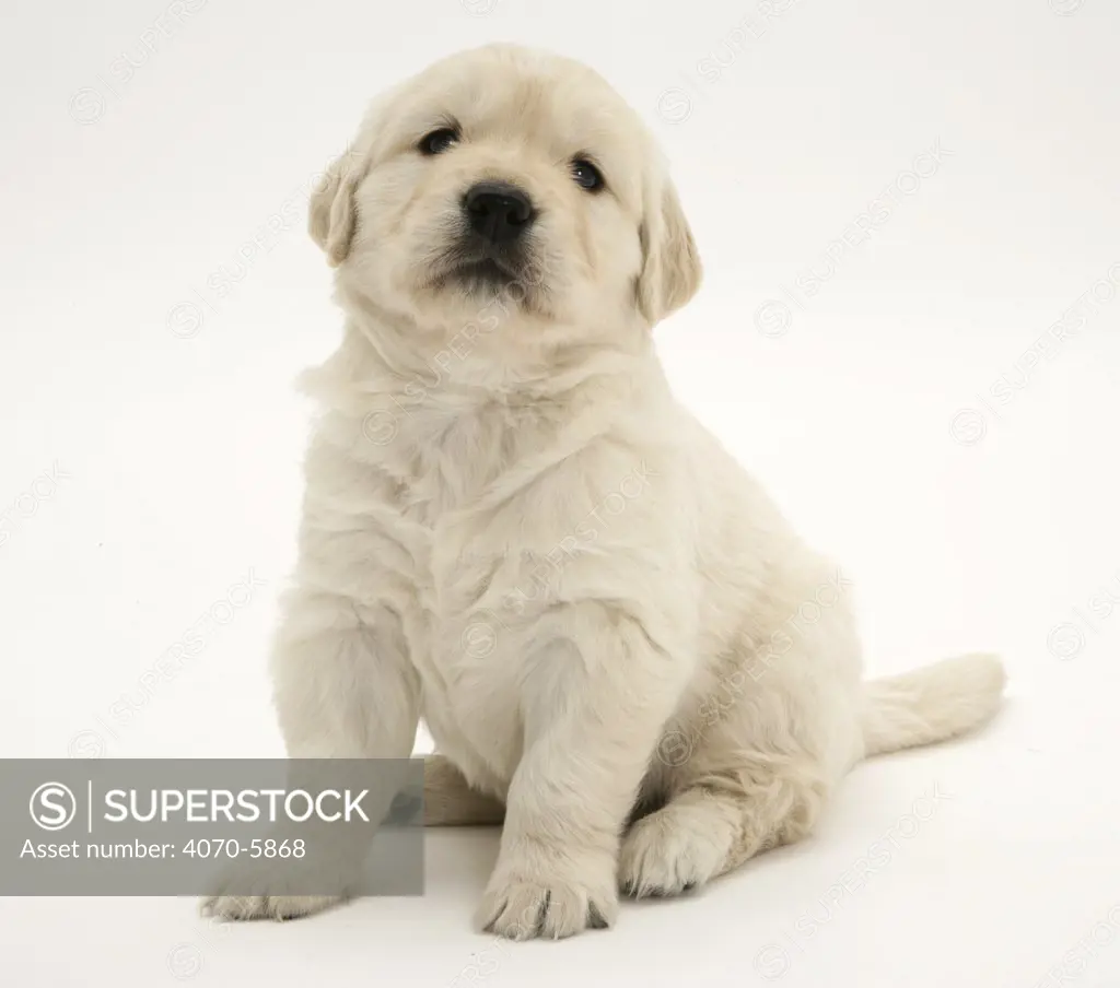 Golden Retriever pup sitting down, 4 weeks old  