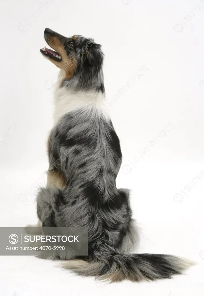 Back view of blue merle Border Collie sitting down and looking up to one side.  