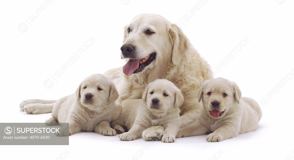 Golden retriever discount mom and puppies